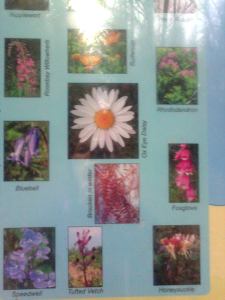 Some of the native  plants 